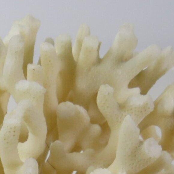 Birds Nest Coral REAL Vintage4x6.5x6.5 White - Picture 2 of 9